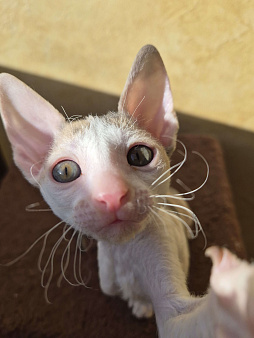Котенок Корниш Рекс