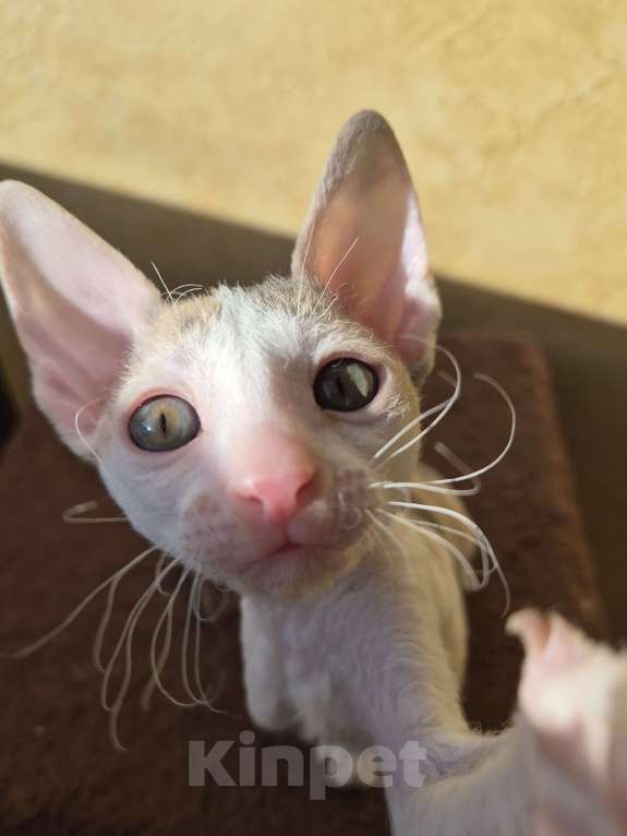 Кошки в Москве: Котенок Корниш Рекс Мальчик, 35 000 руб. - фото 1