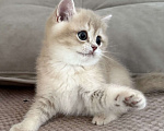 Кошки в Новосибирске: Британская золотая шиншилла Девочка, 70 000 руб. - фото 1