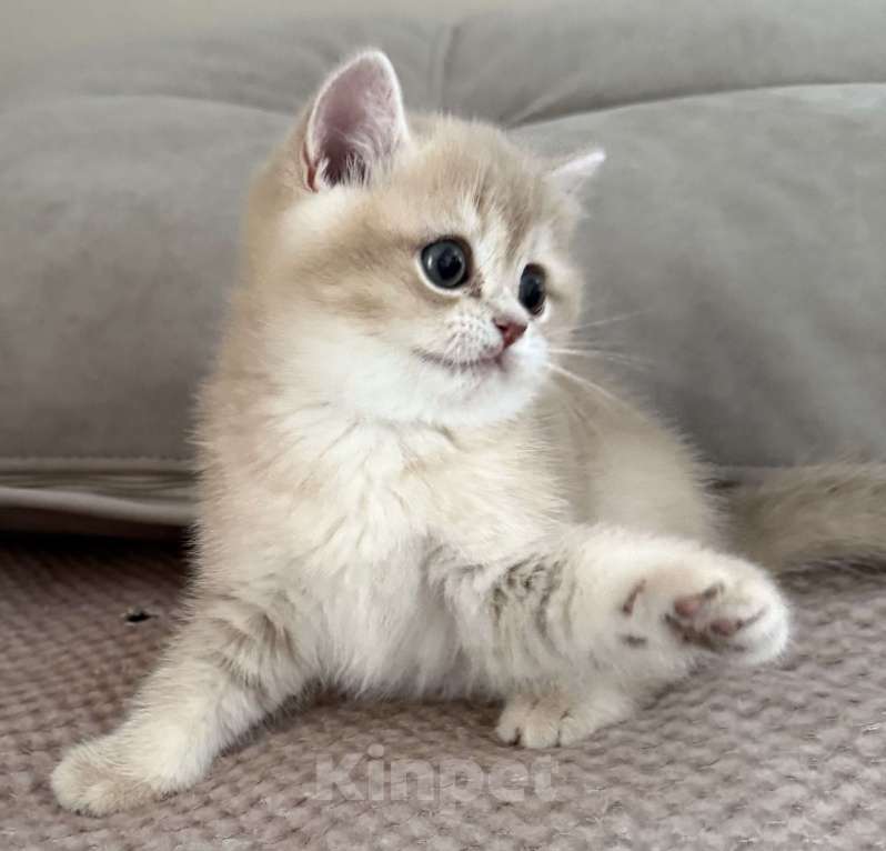 Кошки в Новосибирске: Британская золотая шиншилла Девочка, 70 000 руб. - фото 1