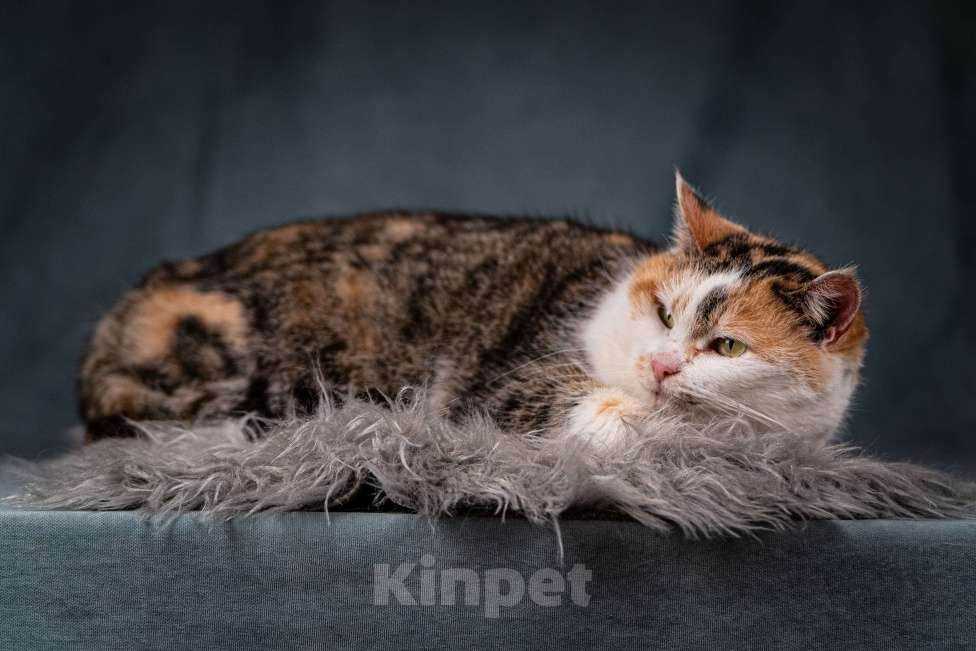 Кошки в Клине: Ириска — просто замечательная кошечка Девочка, Бесплатно - фото 3