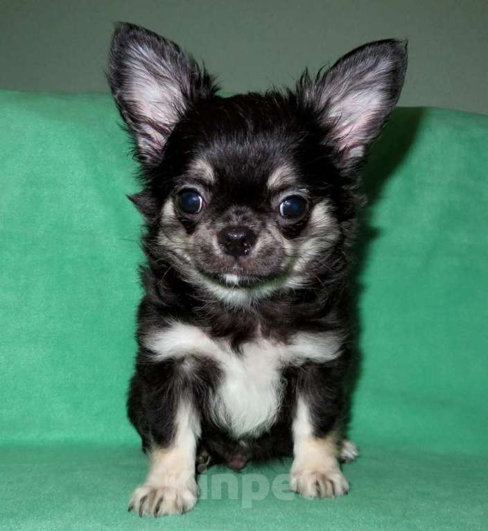 Собаки в Санкт-Петербурге: чихуахуа мальчик домашний любимец Мальчик, 45 000 руб. - фото 7