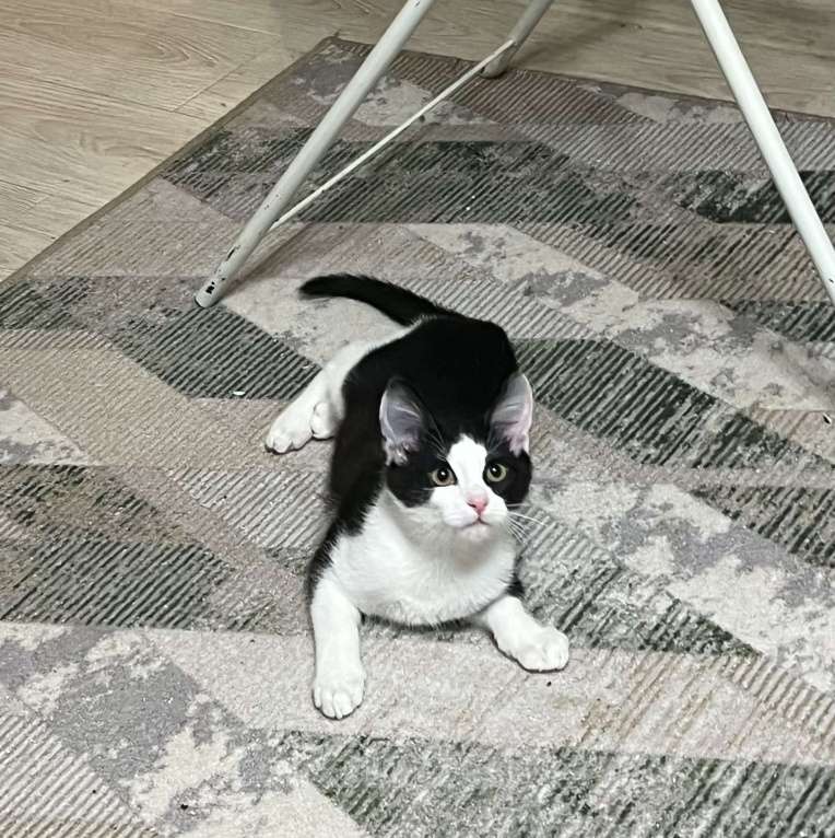 Кошки в других городах Московской области: Ласковый котенок Оскар 3 месяца Мальчик, Бесплатно - фото 5