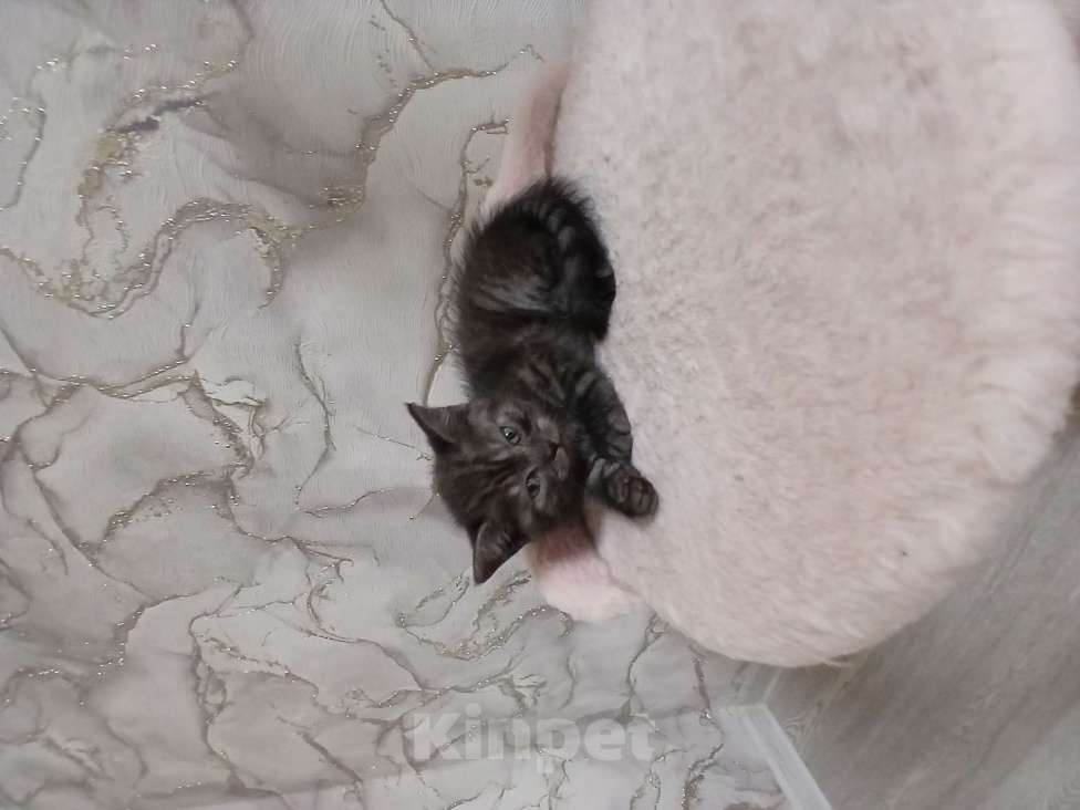 Кошки в Тольятти: Котенок скотишш страйт Мальчик, Бесплатно - фото 8