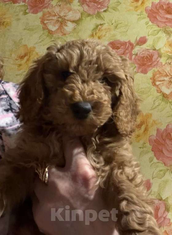 Собаки в Балашихе: Малый пудель, мальчики Мальчик, 40 000 руб. - фото 3