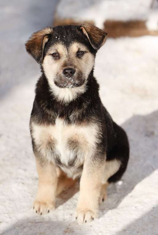 Собаки в Звенигороде: Черника ищет дом Девочка, Бесплатно - фото 4