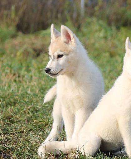 Собаки в Москве: В добрые руки Мальчик, 1 000 руб. - фото 2