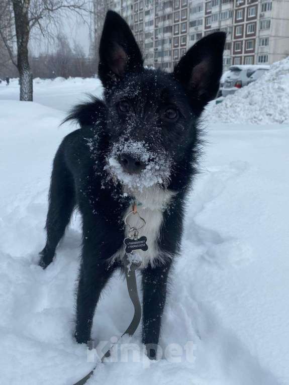 Собаки в Москве: Ласковая собака Умка в добрые руки Девочка, Бесплатно - фото 3