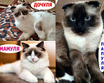Кошки в Орле: Регдолл кошечка Девочка, 1 000 руб. - фото 1