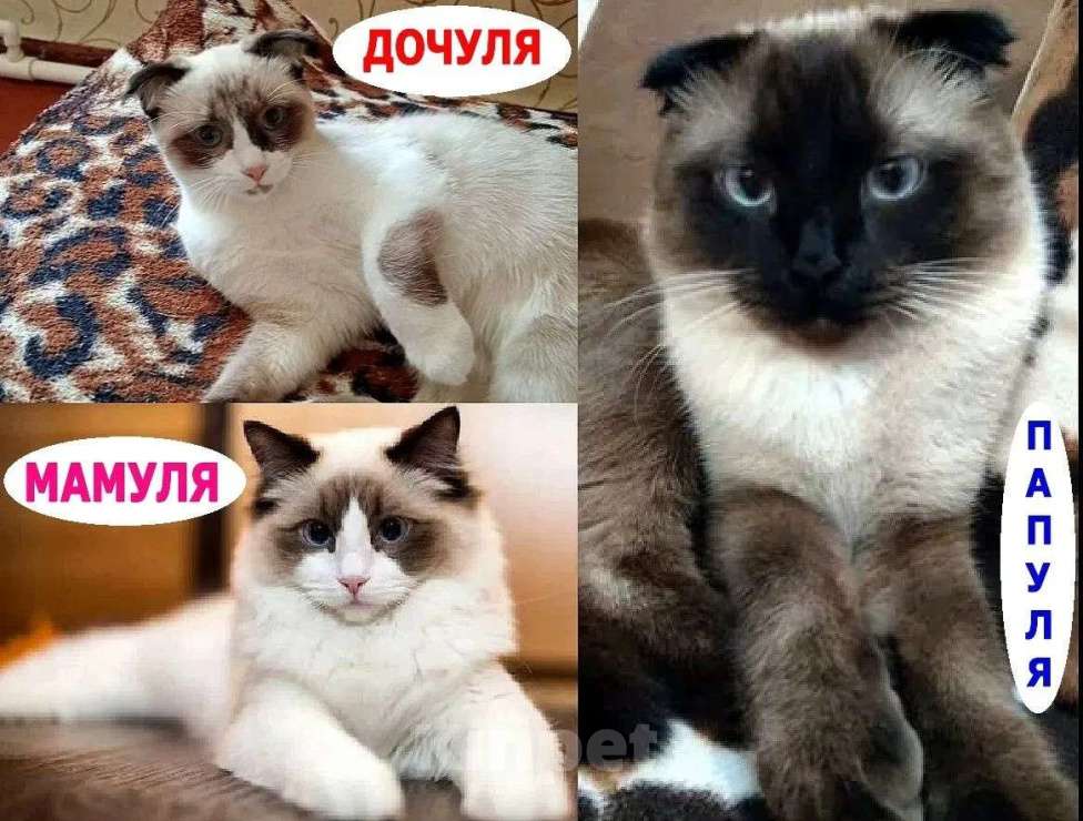 Кошки в Орле: Регдолл кошечка Девочка, 1 000 руб. - фото 1