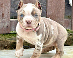 Собаки в других городах Московской области: Американский Булли щенок  Девочка, 150 000 руб. - фото 3