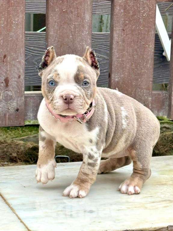 Собаки в других городах Московской области: Американский Булли щенок  Девочка, 150 000 руб. - фото 3