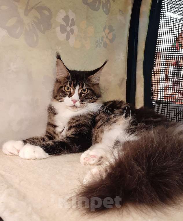 Кошки в Краснодаре: Котенок мейн-кун с шоу темпераментом  Мальчик, 30 000 руб. - фото 5