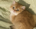 Кошки в Дмитровске: Британские котята золотая шиншилла, 20 000 руб. - фото 3