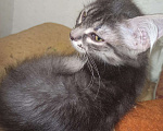 Кошки в Ачинске: Донской сфинкс продам, 4 000 руб. - фото 4