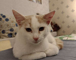Кошки в Калининграде: Бело-рыжий котик Персик в дар Мальчик, Бесплатно - фото 3
