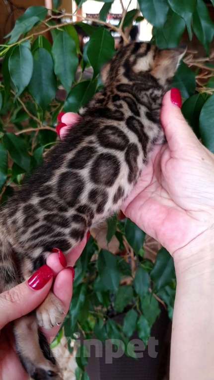 Кошки в Москве: Бенгальская девочка Девочка, 80 000 руб. - фото 1