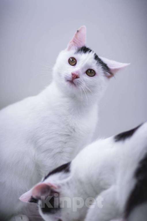 Кошки в Москве: Малышка Кёрла в любящие руки. Девочка, 1 руб. - фото 2