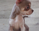 Собаки в Саратове: Щенок чихуахуа. Эксклюзивный окрас. Документы РКФ Мальчик, 30 000 руб. - фото 2