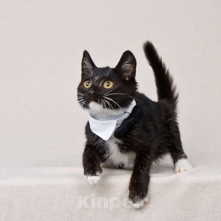 Кошки в Москве: Шустрый котенок Бантик хочет стать домашним Мальчик, Бесплатно - фото 4
