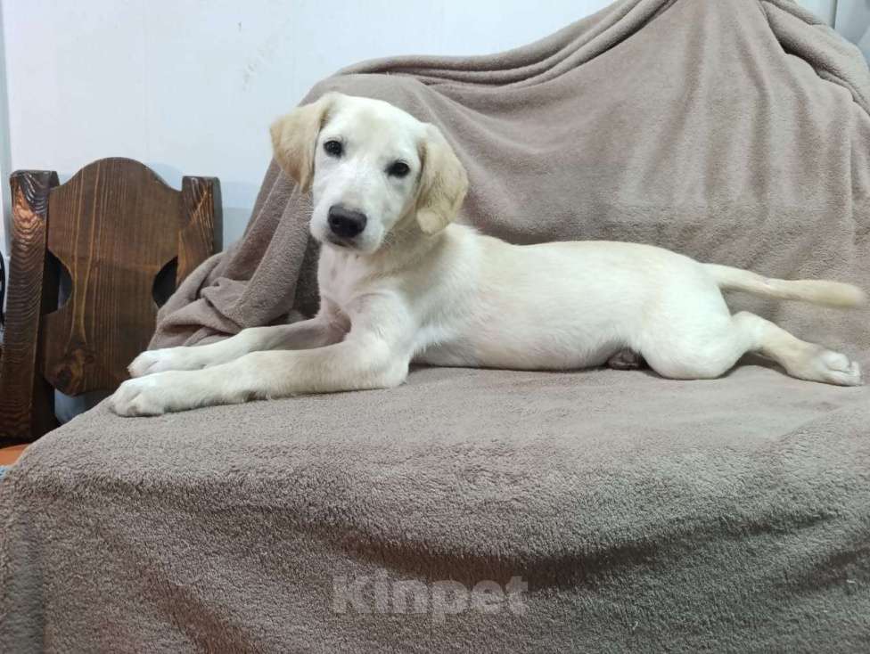 Собаки в Москве: Милейшая девочка хочет домой Девочка, Бесплатно - фото 1