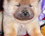 Собаки в Москве: Щенки чау чау ярких окрасов Мальчик, 10 000 руб. - фото 2