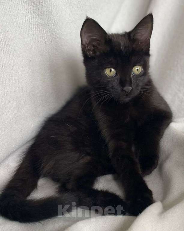 Кошки в Москве: Черная малютка Джаззи ищет дом! Девочка, Бесплатно - фото 3