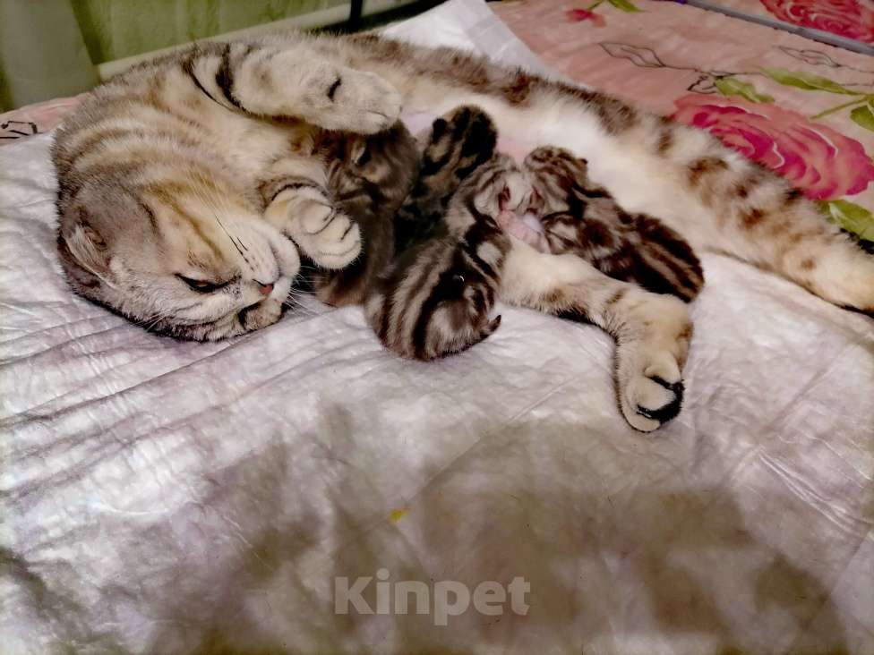 Кошки в Омске: Шотландские котята  Мальчик, 8 000 руб. - фото 3