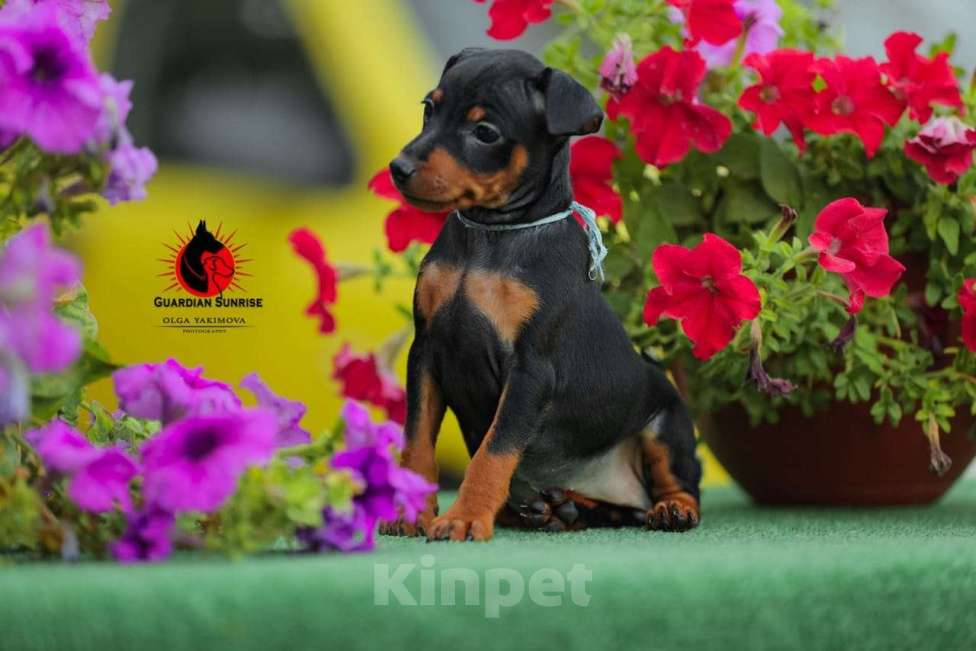 Собаки в Липецке: Щенок Цвергпинчера, 20 000 руб. - фото 1