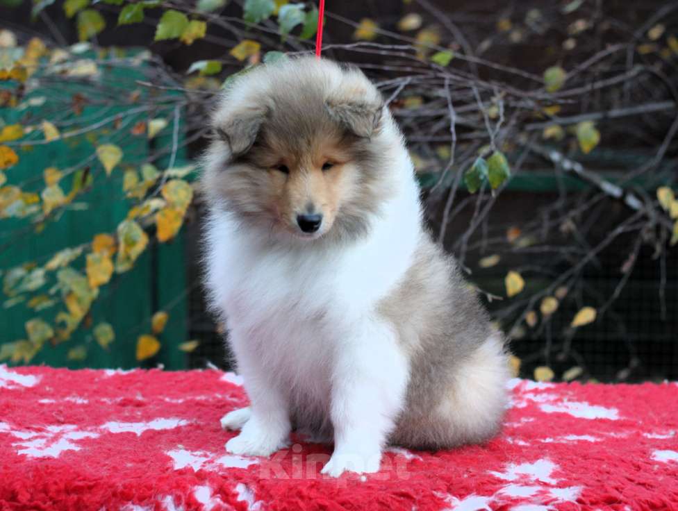Собаки в Москве: Шикарный щенок колли длинношерстный Мальчик, Бесплатно - фото 2