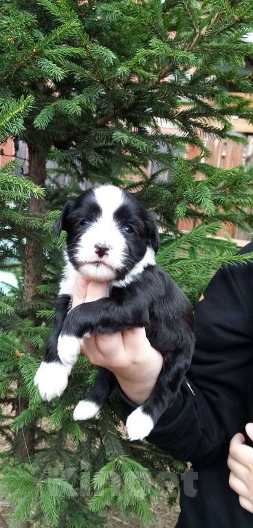 Собаки в Москве: Щенки тибетского терьера  Девочка, 70 000 руб. - фото 7