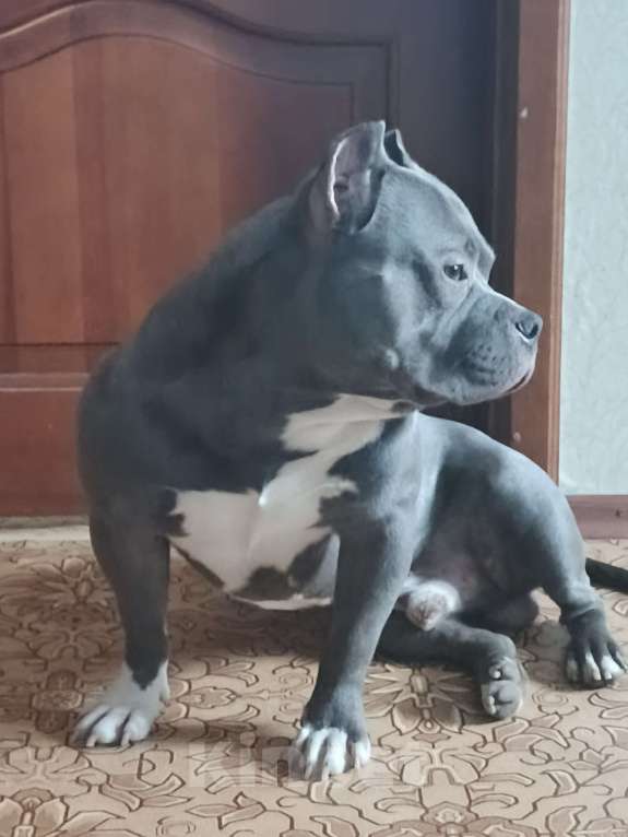 Собаки в Боровске: Американский булли ищет невесту Мальчик, Бесплатно - фото 6