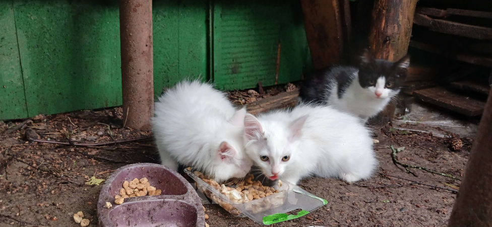 Кошки в Звенигороде: Белый 2 Мальчик, Бесплатно - фото 1