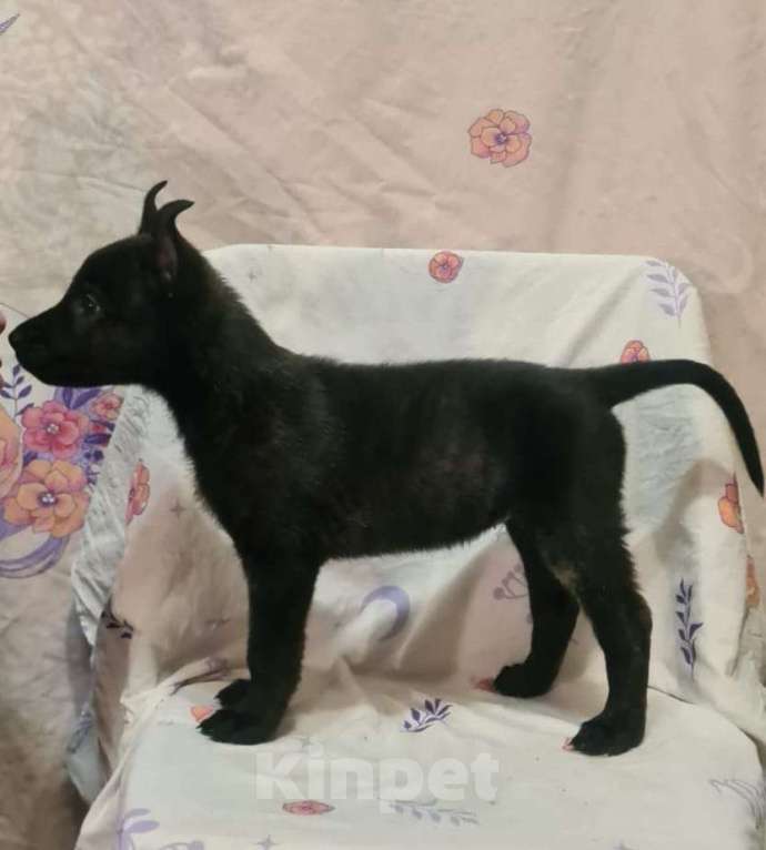 Собаки в Москве: Щенки голландской овчарки хердер Девочка, Бесплатно - фото 2