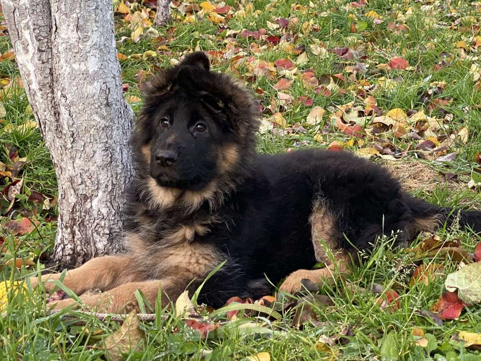 Собаки в Казани: Щенок длинношерстной немецкой овчарки Девочка, Бесплатно - фото 3