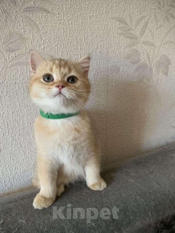 Кошки в Симферополе: Золотые британские девчонки Девочка, 15 000 руб. - фото 3