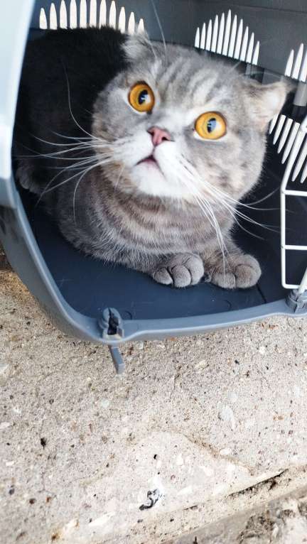 Кошки в Тольятти: Британец вислоухий Мальчик, Бесплатно - фото 1