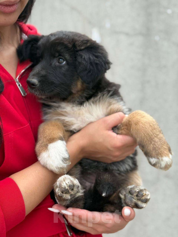Собаки в Казани: Щенок немецкой овчарки  Девочка, 20 000 руб. - фото 4