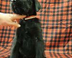 Собаки в Казани: Породистые щенки Ризеншнауцера Девочка, 30 000 руб. - фото 5