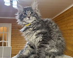 Кошки в Москве: Мейн-кун котенок Мальчик, 50 000 руб. - фото 1