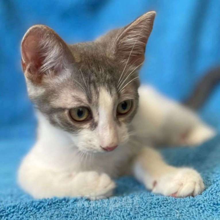 Кошки в Москве: Малыш Пельмень Мальчик, Бесплатно - фото 4