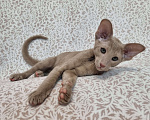 Кошки в Сочи: Ориентальный котенок девочка Девочка, 60 000 руб. - фото 7