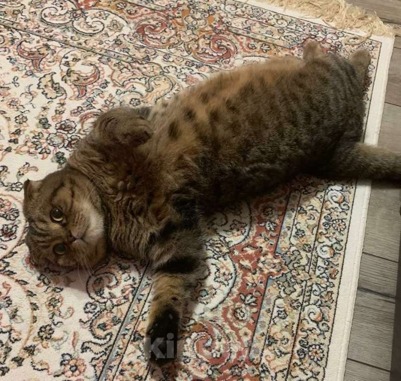 Кошки в Москве: Шотландский котик Марсик в дар Мальчик, Бесплатно - фото 2