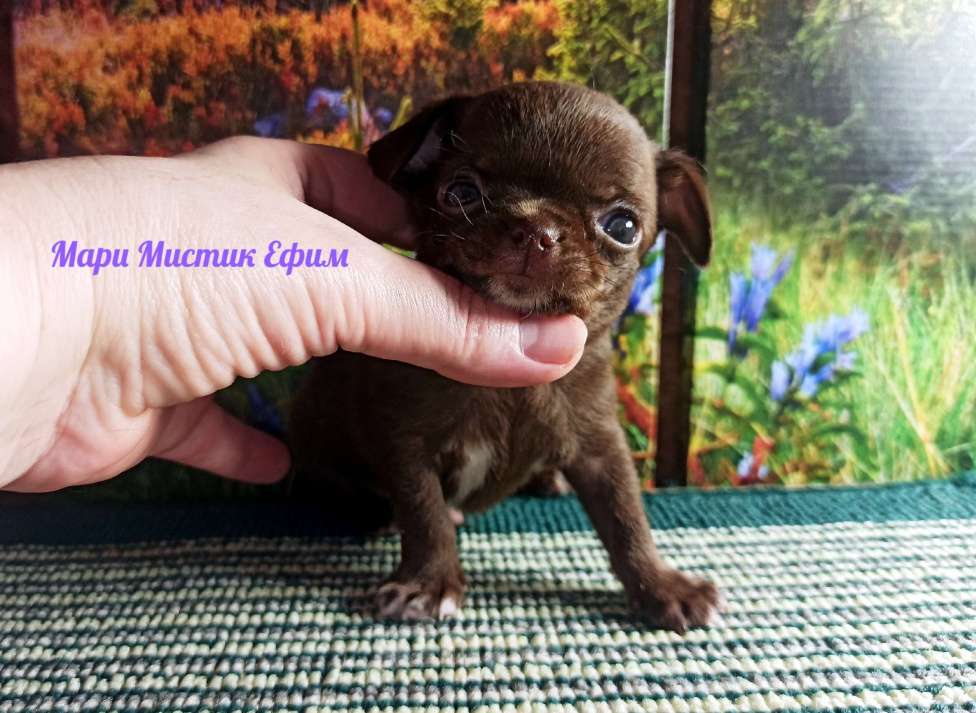 Собаки в Санкт-Петербурге: Ефим короткошерстный мини чихуахуа Мальчик, 80 000 руб. - фото 4