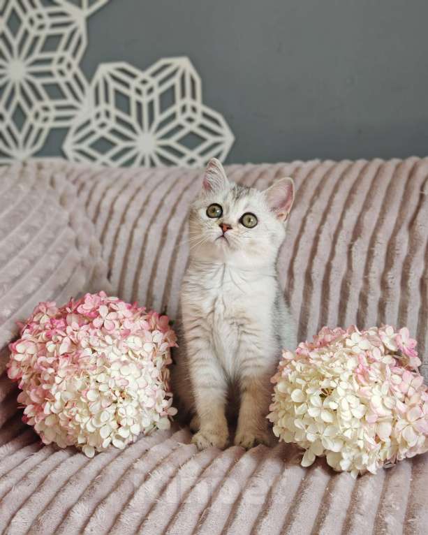 Кошки в Москве: Породистые шотландские котята Девочка, 65 000 руб. - фото 3