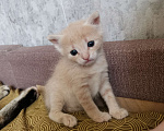 Кошки в Подольске: Кошечка  Девочка, Бесплатно - фото 2