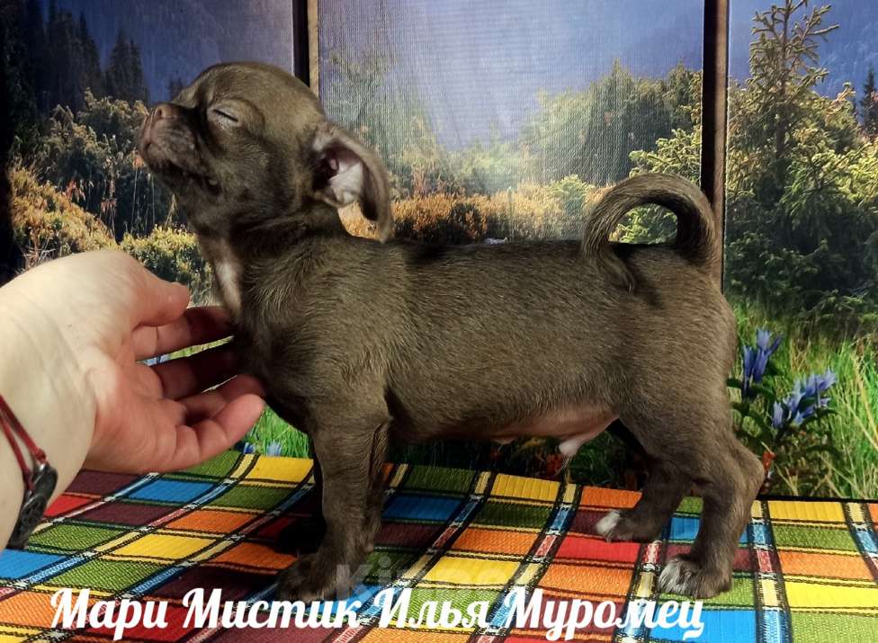 Собаки в Санкт-Петербурге: Илья короткошерстный чихуахуа шоколадного окраса Мальчик, 80 000 руб. - фото 2