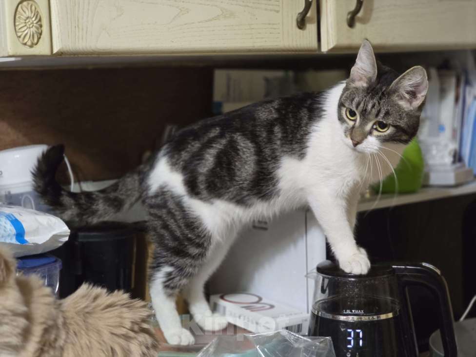 Кошки в Новосибирске: Котенок Валентин 7 мес.  Мальчик, Бесплатно - фото 2