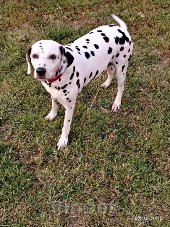 Собаки в Москве: Гера далматинка ищет дом Девочка, Бесплатно - фото 2