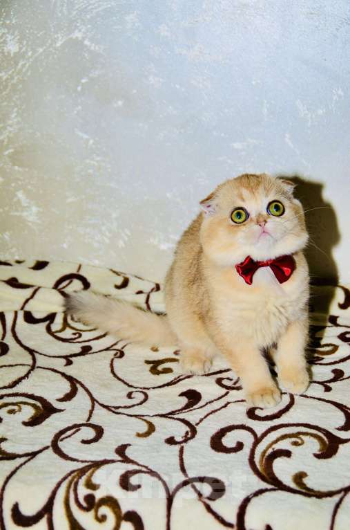 Кошки в Москве: Мальчик шотландский вислоухий Мальчик, 45 000 руб. - фото 4